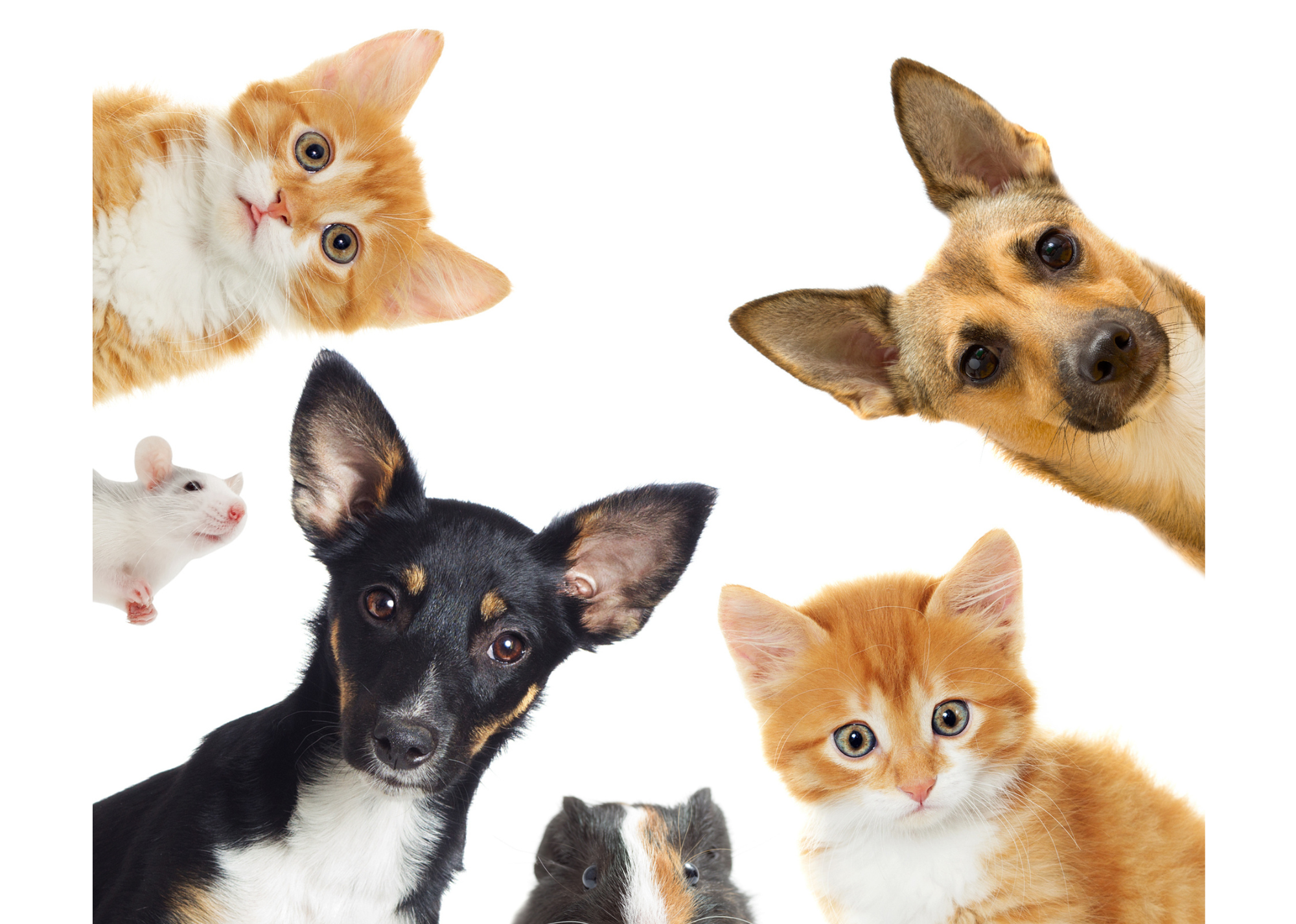 images/pets_2.png